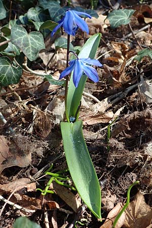 Scilla siberica agg. \ Sibirischer Blaustern / Siberian Squill, D Mannheim 24.3.2021
