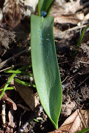 Scilla siberica agg. \ Sibirischer Blaustern / Siberian Squill, D Mannheim 24.3.2021