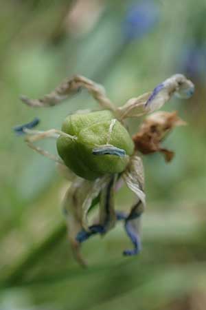 Scilla siberica agg. \ Sibirischer Blaustern / Siberian Squill, D Ludwigshafen 7.4.2021