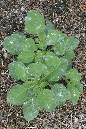 Solanum sarachoides \ Saracha-Nachtschatten / Saracha Nightshade, D Ludwigshafen 8.6.2021