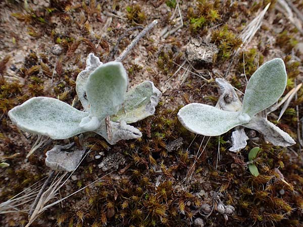 Helichrysum arenarium \ Sand-Strohblume / Yellow Everlasting Daisy, D Lampertheim 27.8.2021