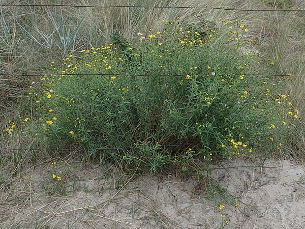 Senecio inaequidens \ Schmalbl&auml;ttriges Greiskraut / Narrow-Leaved Ragwort, D Heiligenhafen 17.9.2021