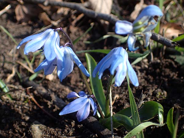 Scilla siberica agg. \ Sibirischer Blaustern / Siberian Squill, D Mannheim 4.3.2022