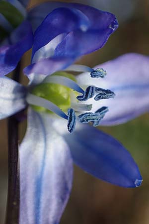 Scilla siberica agg. \ Sibirischer Blaustern / Siberian Squill, D Mannheim 4.3.2022
