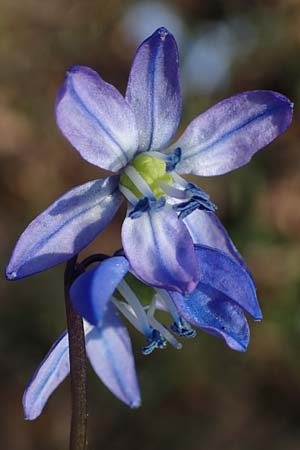Scilla siberica agg. \ Sibirischer Blaustern / Siberian Squill, D Mannheim 4.3.2022