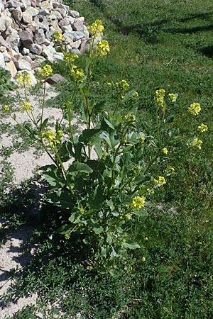 Brassica nigra, Schwarzer Senf Brassica nigra, Schwarzer Senf