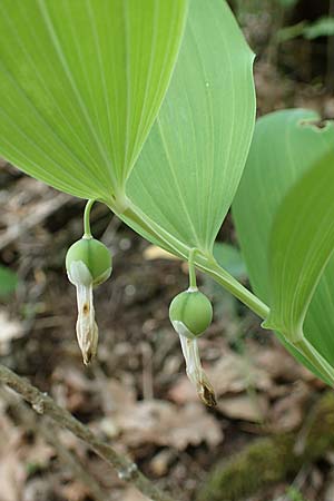 Polygonatum odoratum \ Salomonssiegel, Duftende Wei�wurz / Angular Solomon's Seal, D Th&uuml;ringen, Bad Frankenhausen 8.6.2022