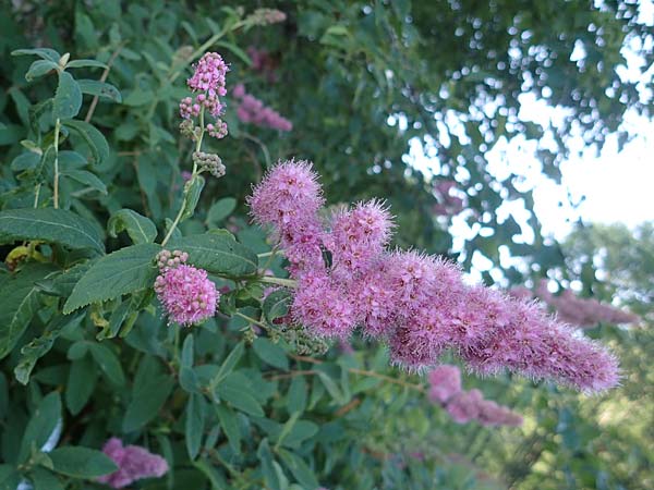 Spiraea salicifolia \ Weidenbl�ttriger Spierstrauch / Willowleaf Meadowsweet, Bridewort, D Hunsr&uuml;ck, B&ouml;rfink 18.7.2022