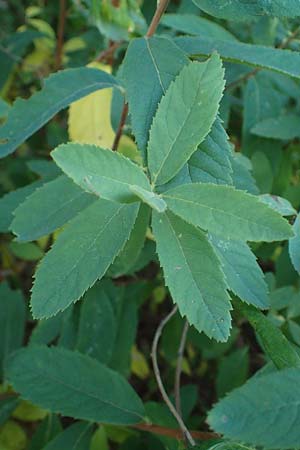 Spiraea salicifolia \ Weidenbl�ttriger Spierstrauch / Willowleaf Meadowsweet, Bridewort, D Hunsr&uuml;ck, B&ouml;rfink 18.7.2022
