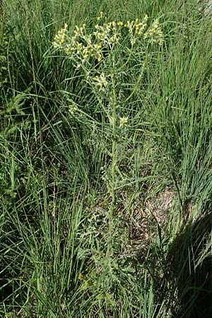 Senecio sylvaticus \ Wald-Greiskraut / Heath Groundsel, D Hunsr&uuml;ck, B&ouml;rfink 18.7.2022