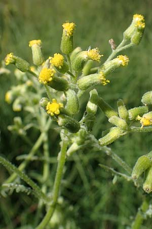 Senecio sylvaticus \ Wald-Greiskraut / Heath Groundsel, D Hunsr&uuml;ck, B&ouml;rfink 18.7.2022
