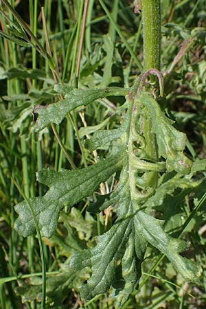 Senecio sylvaticus \ Wald-Greiskraut / Heath Groundsel, D Hunsr&uuml;ck, B&ouml;rfink 18.7.2022