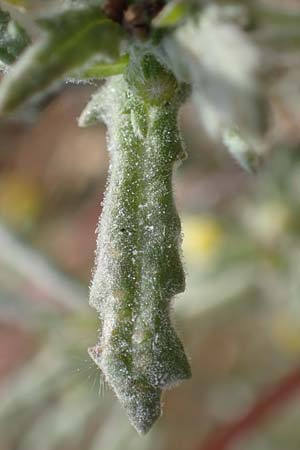 Senecio sylvaticus \ Wald-Greiskraut / Heath Groundsel, D Mannheim 24.8.2022