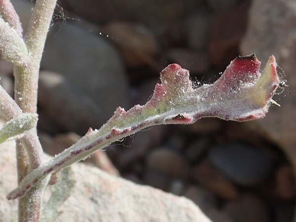 Senecio sylvaticus \ Wald-Greiskraut / Heath Groundsel, D Mannheim 24.8.2022