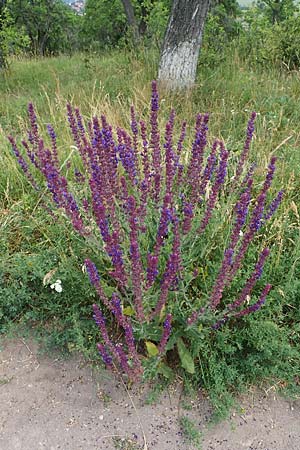 Salvia nemorosa \ Hain-Salbei, Steppen-Salbei / Balkan Clary, D Th&uuml;ringen, Erfurt 19.6.2023
