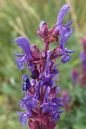 Salvia nemorosa \ Hain-Salbei, Steppen-Salbei / Balkan Clary, D Th&uuml;ringen, Erfurt 19.6.2023