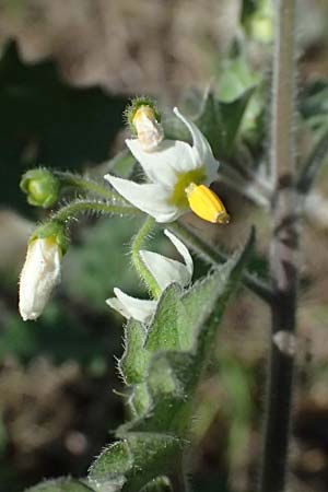 Solanum nigrum subsp. schultesii \ Schultes' Nachtschatten, T�uschender Nachtschatten / Schultes's Nightshade, D Mannheim 10.9.2023