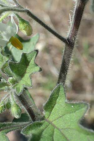 Solanum nigrum subsp. schultesii \ Schultes' Nachtschatten, T�uschender Nachtschatten / Schultes's Nightshade, D Mannheim 10.9.2023