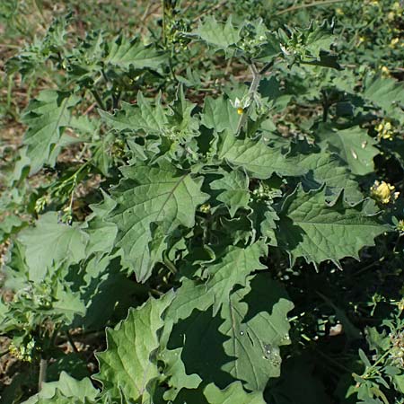 Solanum nigrum subsp. schultesii \ Schultes' Nachtschatten, T�uschender Nachtschatten / Schultes's Nightshade, D Mannheim 10.9.2023