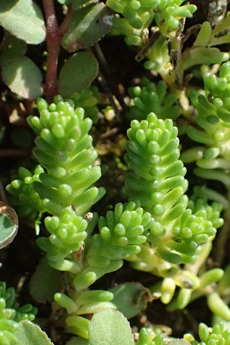 Sedum sexangulare \ Milder Mauerpfeffer / Tasteless Stonecrop, D Stuttgart 26.10.2024