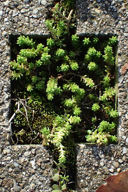 Sedum sexangulare \ Milder Mauerpfeffer / Tasteless Stonecrop, D Stuttgart 26.10.2024