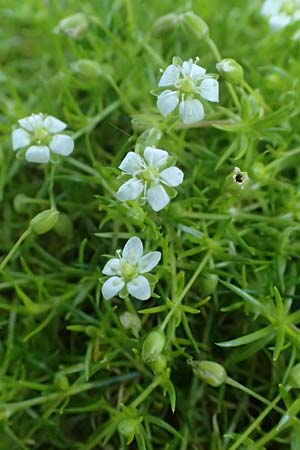 Sagina subulata var. glabrata \ Pfriemen-Mastkraut, Sternmoos / Heath Pearlwort, Scottish Moss, D Essen 21.6.2025