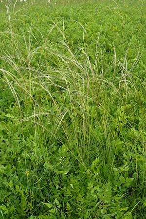 Stipa joannis \ Echtes Federgras, Grauscheidiges Federgras / Grey-Sheathed Feather-Grass, D Gerolzhofen-Sulzheim 4.6.2016