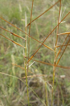 Stipa joannis \ Echtes Federgras, Grauscheidiges Federgras / Grey-Sheathed Feather-Grass, D Mainz 31.5.2012