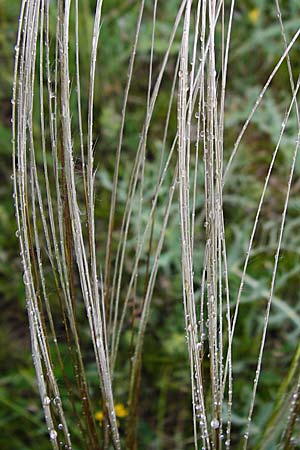 Stipa joannis \ Echtes Federgras, Grauscheidiges Federgras / Grey-Sheathed Feather-Grass, D Gerolzhofen-Sulzheim 1.6.2015
