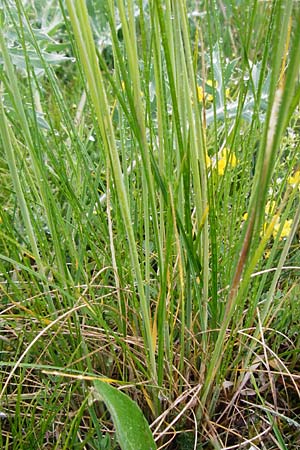 Stipa joannis \ Echtes Federgras, Grauscheidiges Federgras / Grey-Sheathed Feather-Grass, D Gerolzhofen-Sulzheim 1.6.2015