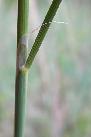 Stipa capillata \ Haar-Pfriemengras / Feather-Grass, Needle Grass, D Schwetzingen 29.6.2015