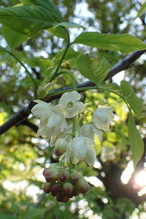 Staphylea pinnata \ Pimpernuss / Bladdernut, D Botan. Gar.  Universit.  Heidelberg 21.4.2016