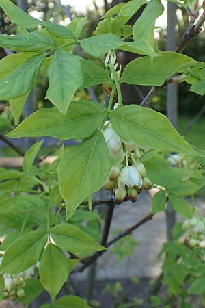 Staphylea pinnata \ Pimpernuss / Bladdernut, D Botan. Gar.  Universit.  Heidelberg 21.4.2016