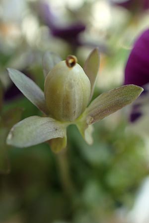 Viola wittrockiana \ Garten-Stiefm&uuml;tterchen / Pansy, D Mannheim 2.5.2016