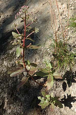 Hylotelephium telephium \ Purpur-Waldfetthenne / Witch's Moneybags, D Heidelberg 18.7.2016