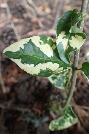 Euonymus fortunei \ Kletter-Spindelstrauch, Kriechspindel-Pfaffenh�tchen / Fortune's Spindle, D Obernburg am Main 2.10.2016