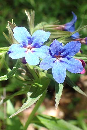 Lithospermum purpurocaeruleum \ Blauroter Steinsame / Purple Gromwell, D Werbachhausen 20.5.2017