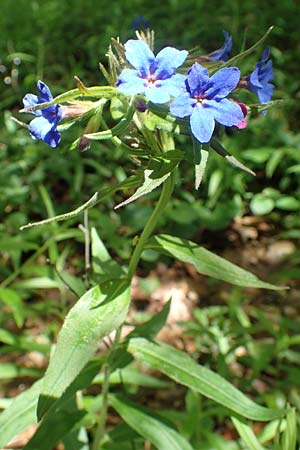 Lithospermum purpurocaeruleum \ Blauroter Steinsame / Purple Gromwell, D Werbachhausen 20.5.2017