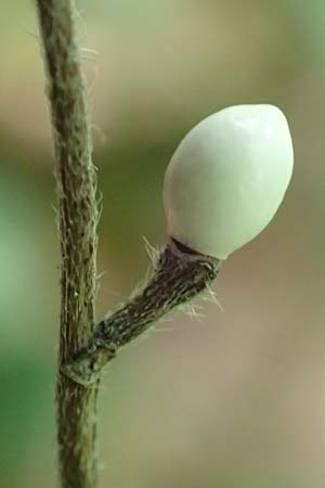 Lithospermum purpurocaeruleum \ Blauroter Steinsame / Purple Gromwell, D Werbachhausen 20.5.2017