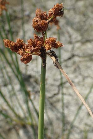 Schoenoplectus tabernaemontani \ Tabernaemontanus' Flechtbinse, Salz-Teichsimse / Grey Club-Rush, D R&ouml;merberg 8.7.2017
