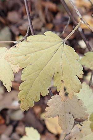 Ribes alpinum \ Alpen-Johannisbeere / Mountain Currant, D Mannheim 19.11.2017