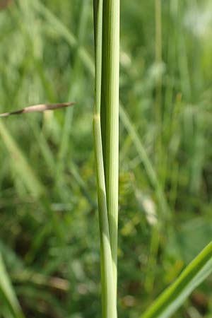 Stipa joannis \ Echtes Federgras, Grauscheidiges Federgras / Grey-Sheathed Feather-Grass, D Gerolzhofen-Sulzheim 17.5.2018