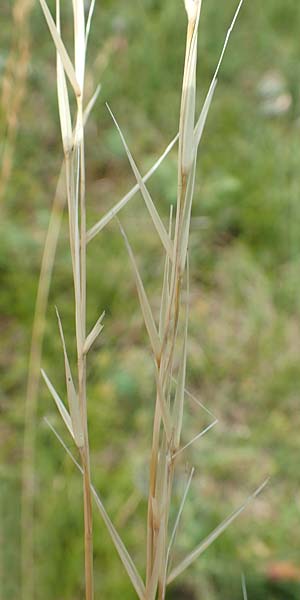 Stipa joannis \ Echtes Federgras, Grauscheidiges Federgras / Grey-Sheathed Feather-Grass, D Gr&uuml;nstadt-Asselheim 16.6.2018