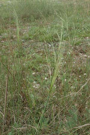 Stipa capillata \ Haar-Pfriemengras / Feather-Grass, Needle Grass, D Schwetzingen 22.6.2018