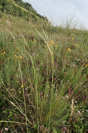 Stipa capillata \ Haar-Pfriemengras / Feather-Grass, Needle Grass, D Kaiserstuhl,  Badberg 25.6.2018