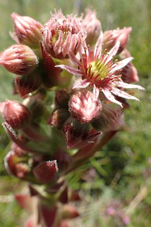 Sempervivum tectorum \ Dach-Hauswurz / Common House-Leek, D Rotenfels 29.6.2018