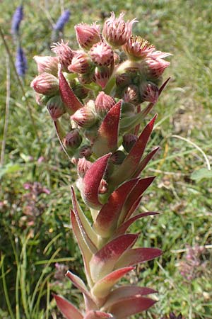 Sempervivum tectorum \ Dach-Hauswurz / Common House-Leek, D Rotenfels 29.6.2018