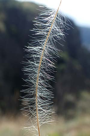 Stipa joannis \ Echtes Federgras, Grauscheidiges Federgras / Grey-Sheathed Feather-Grass, D Rotenfels 29.6.2018