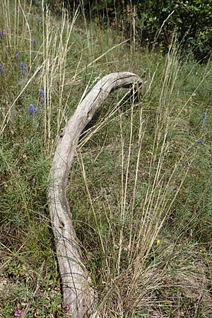 Stipa joannis \ Echtes Federgras, Grauscheidiges Federgras / Grey-Sheathed Feather-Grass, D Rotenfels 29.6.2018