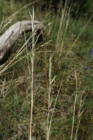 Stipa joannis \ Echtes Federgras, Grauscheidiges Federgras / Grey-Sheathed Feather-Grass, D Rotenfels 29.6.2018